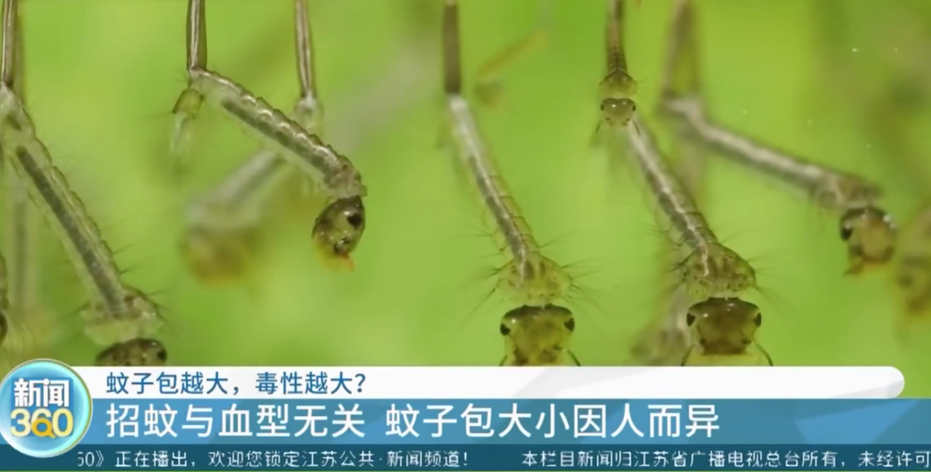 热搜！蚊子包越大毒性越大、蚊子爱叮O型血？专家：没有科学依据！蚊子其实爱叮这类人……休闲区蓝鸢梦想 - Www.slyday.coM