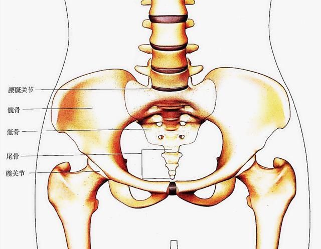 软骨部分会逐渐增生成新骨在成长过程中3者之间有y形软骨相互连结髂骨