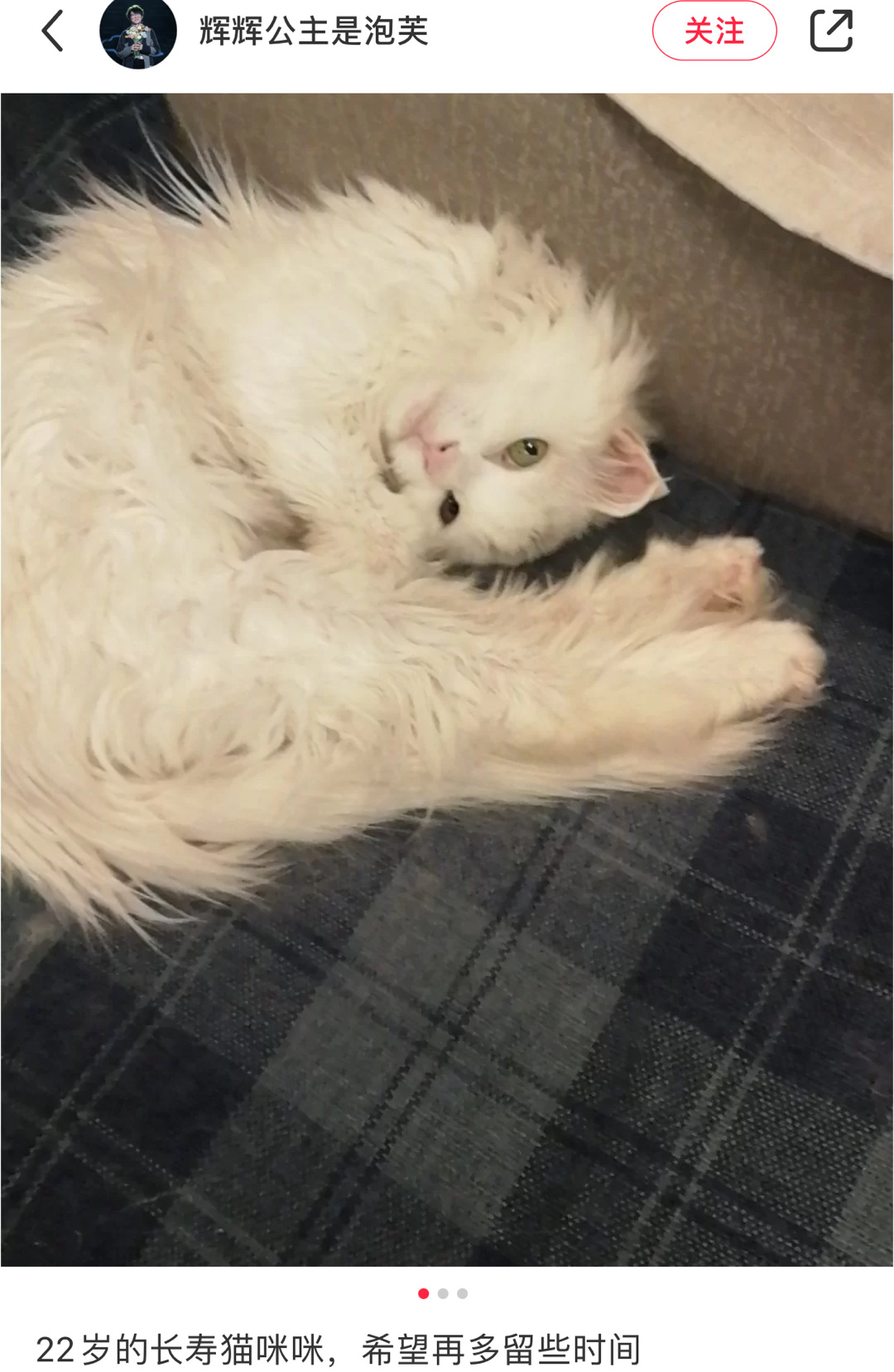刷到好多长寿的猪咪们 从小baby 到老baby……__财经头条