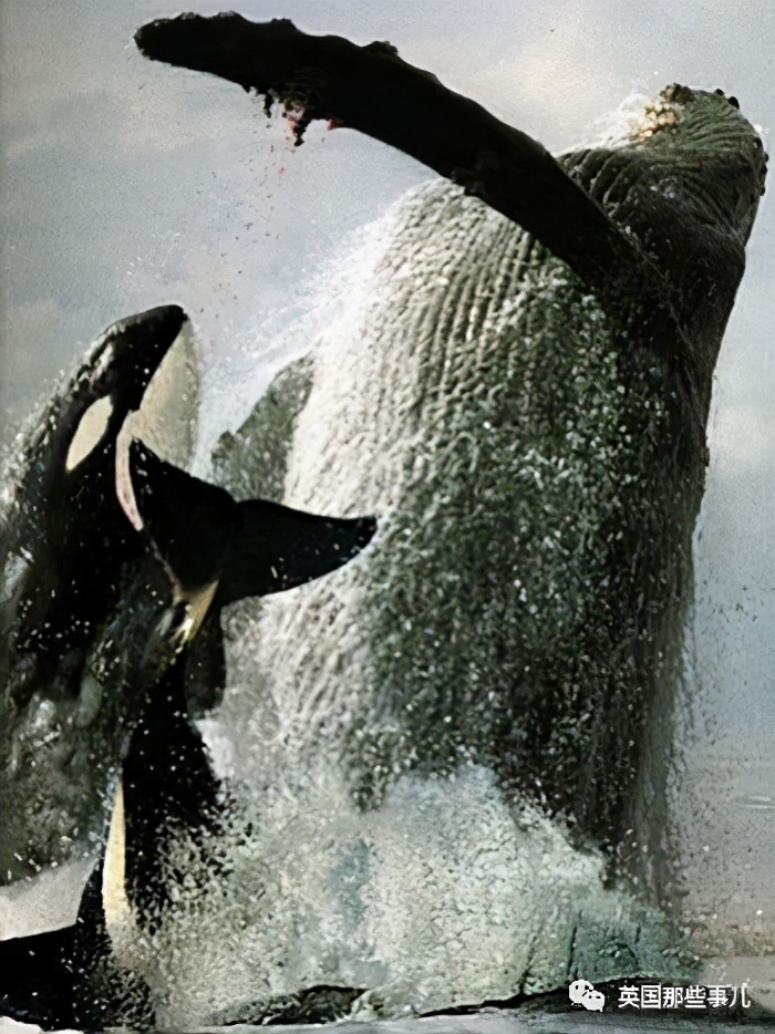 org/wiki/killer_whales_of_eden,_new_south_waleshttps://www.