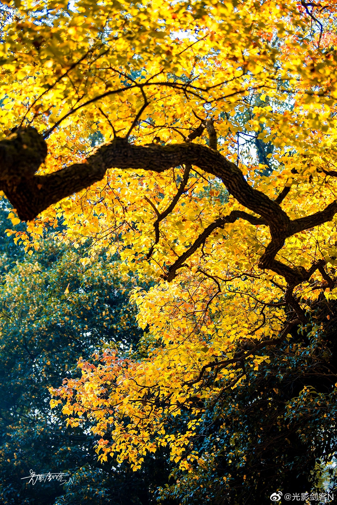 极美南京,十月金秋,南京最美的秋景在这里,五彩斑斓石象路__财经头条