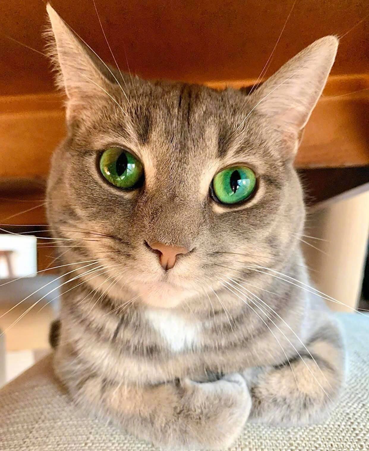绿眼睛的猫咪好美!