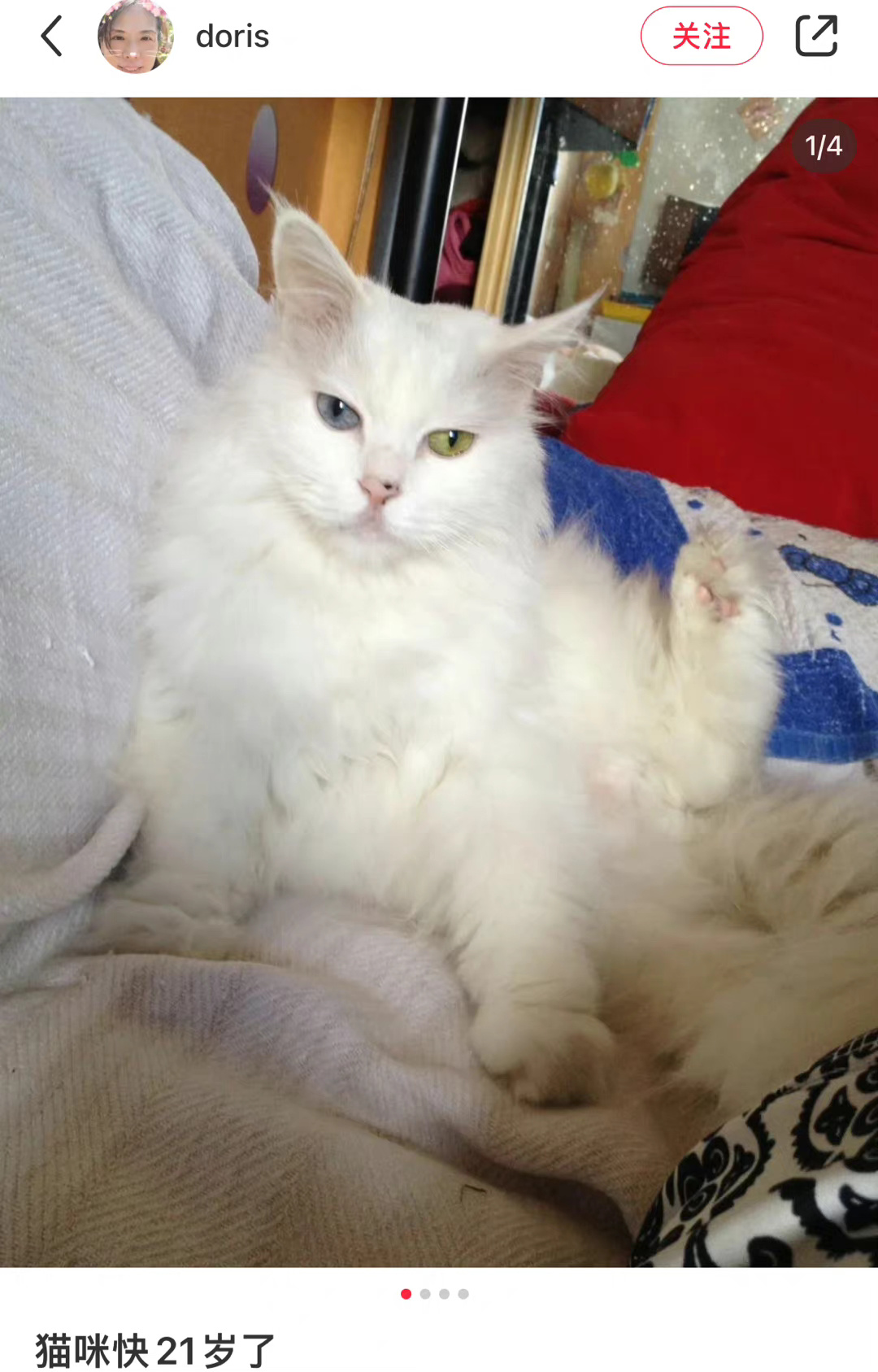 刷到好多长寿的猪咪们 从小baby 到老baby……__财经头条