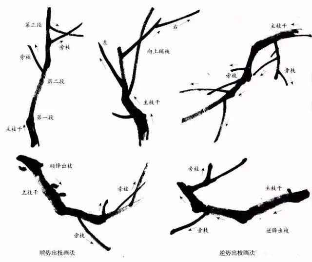 梅花的结构包括花瓣,花蕊,花蒂等