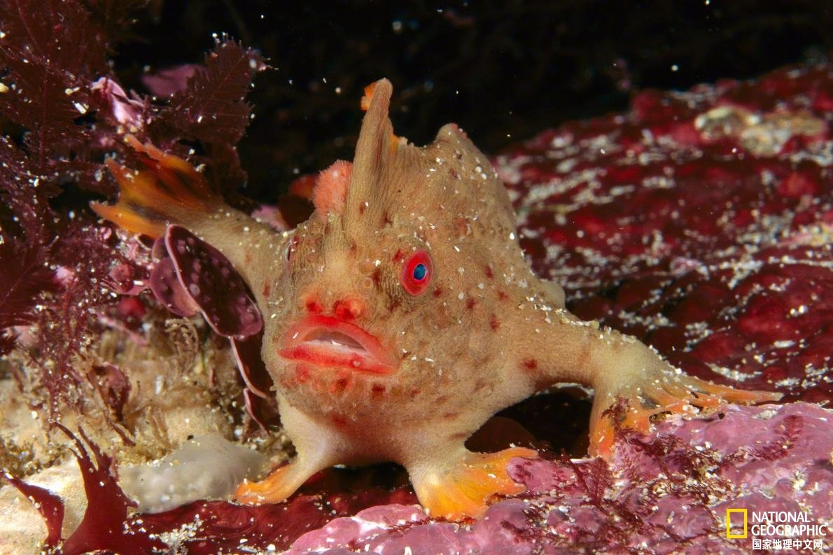 这种"行走"海底的鱼已经灭绝