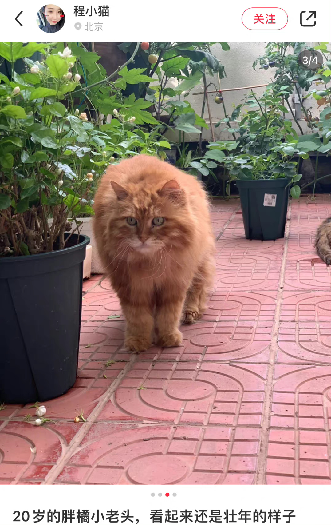 刷到好多长寿的猪咪们 从小baby 到老baby……__财经头条