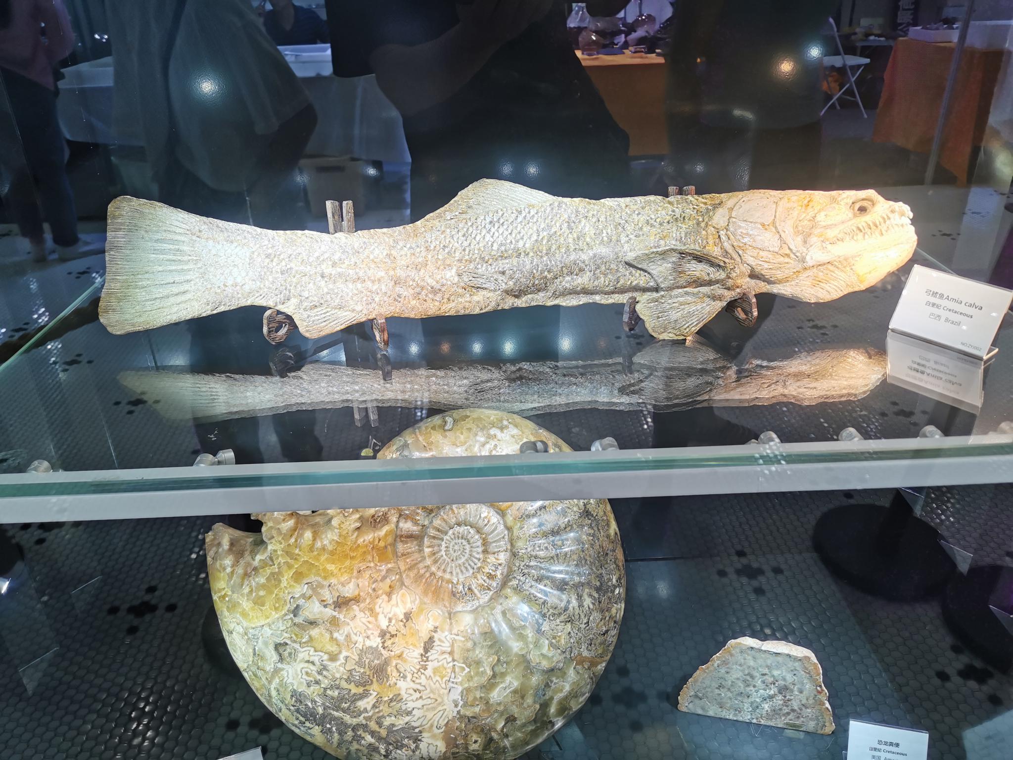 第21届上海矿物化石展正在虹桥阿拉城举行