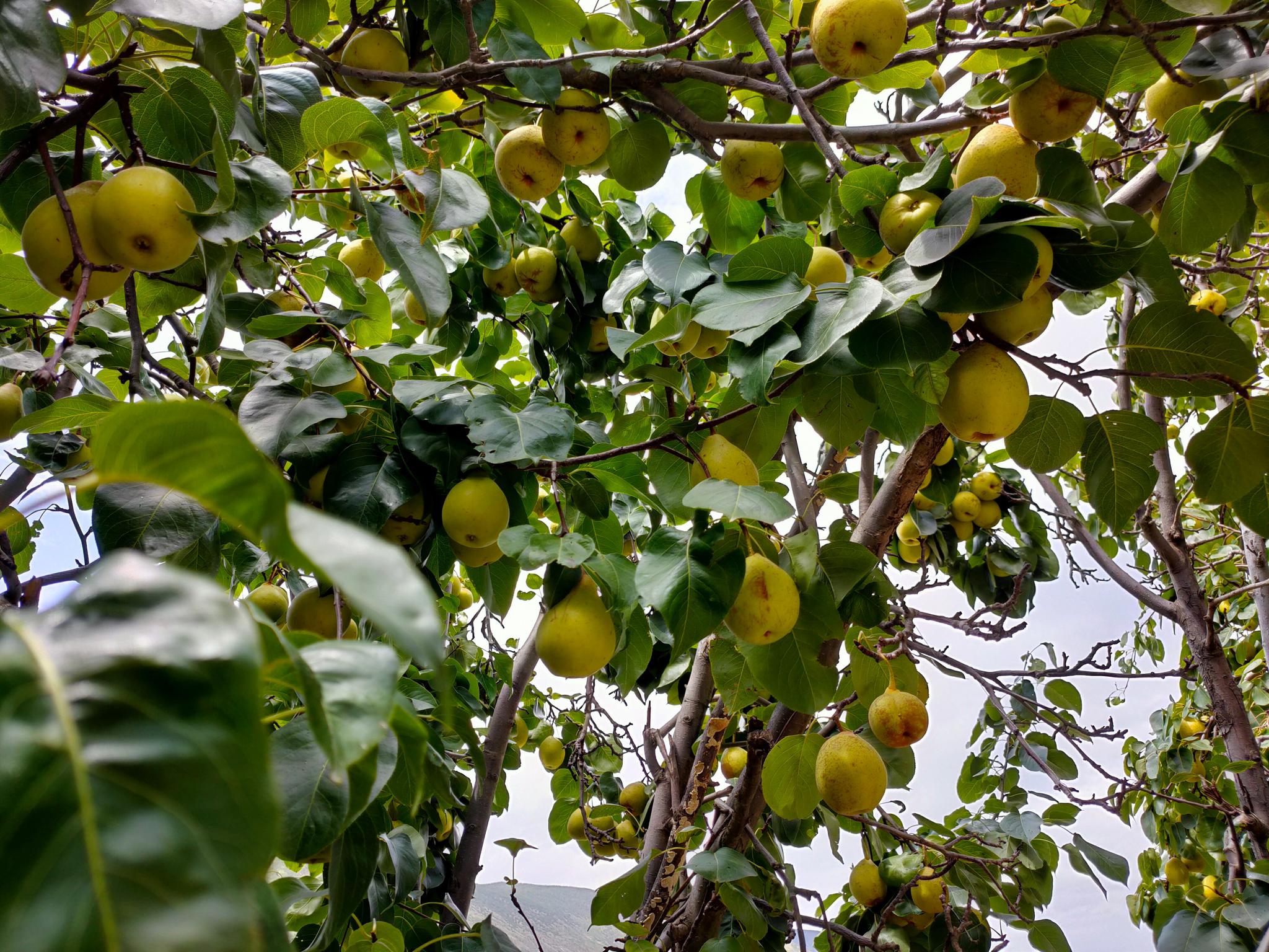 一进入乡城的这家康萨庄园,就被满园的瓜果所吸引