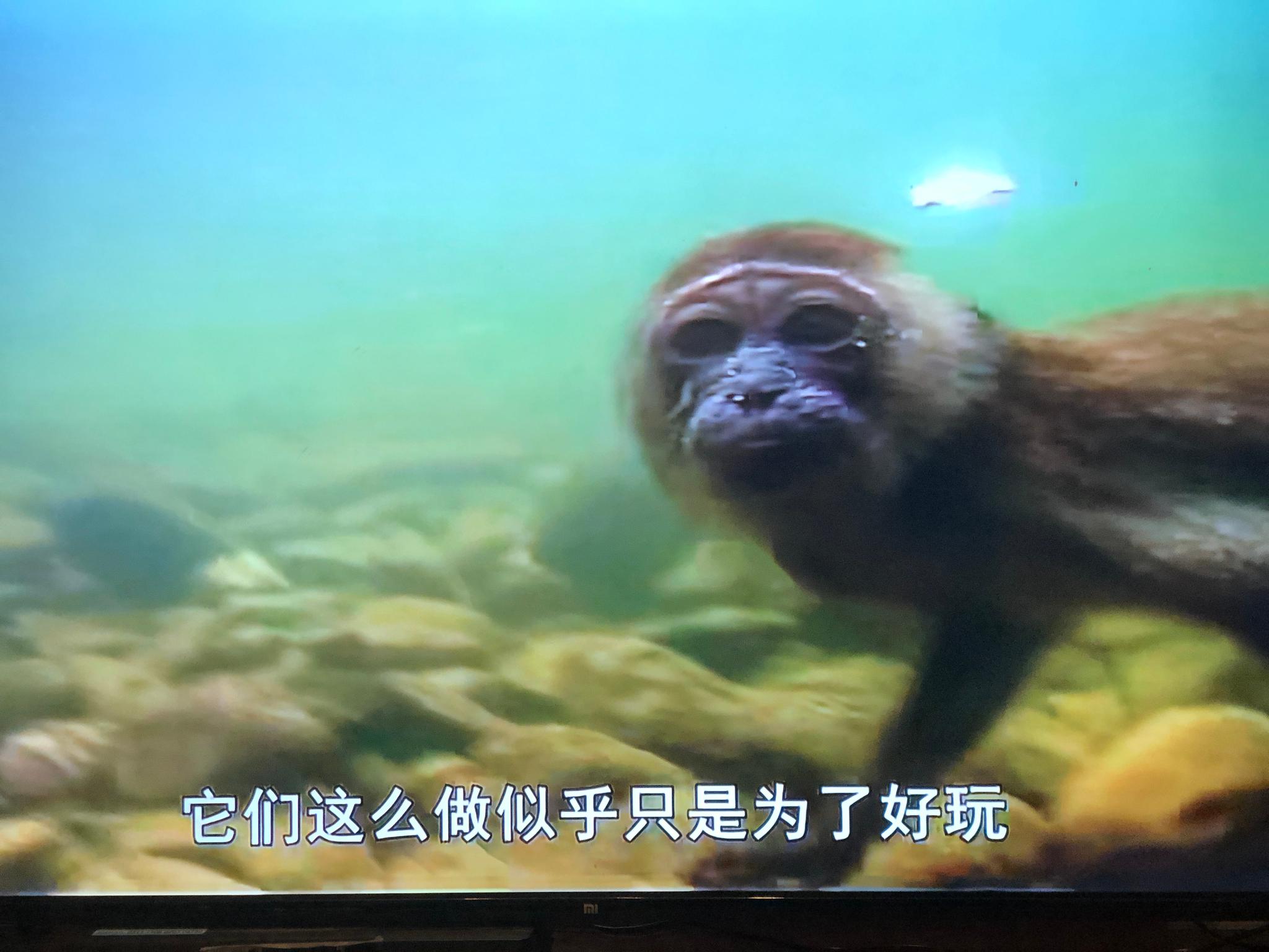 “水猴子”真的存在，喜欢下海吃海藻！_凤凰网
