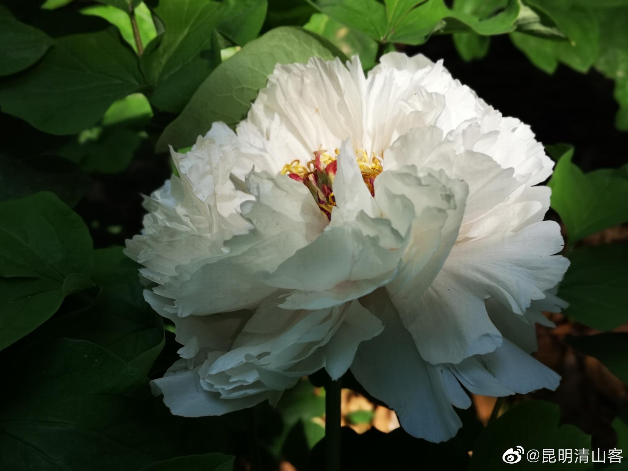 白牡丹@镜界 @内拉在路上_高清图集_新浪网