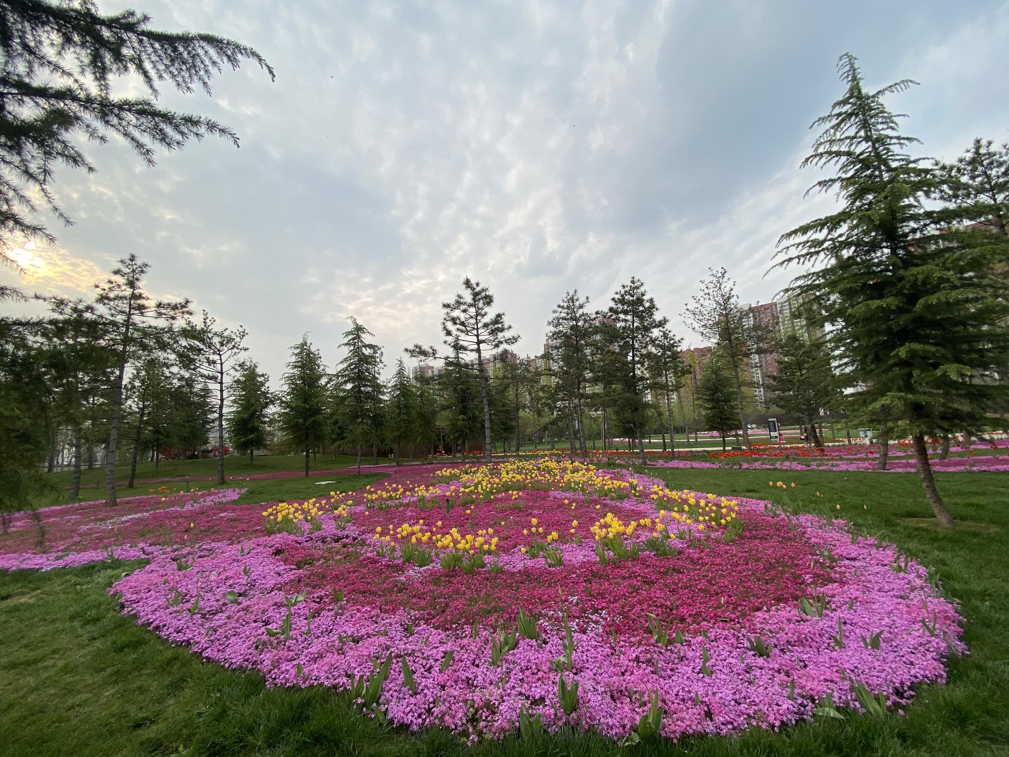 万余平芝樱粉艳绽放世子公园戴上了花项链