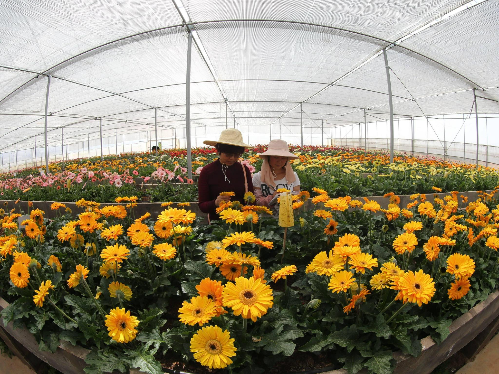 掌握"花芯"密码,叫响"云花"品牌|云南|花卉|品种_新浪新闻