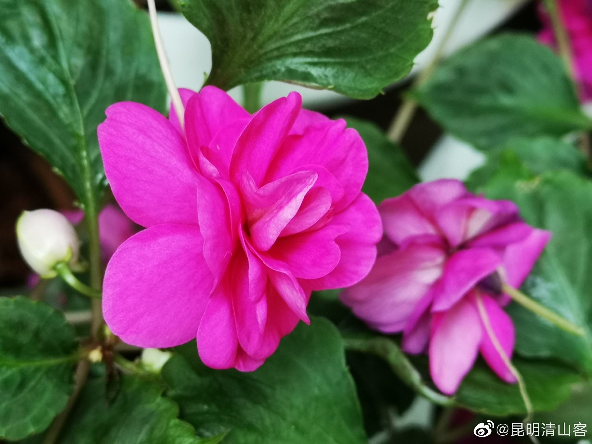 重瓣玻璃翠_高清图集_新浪网