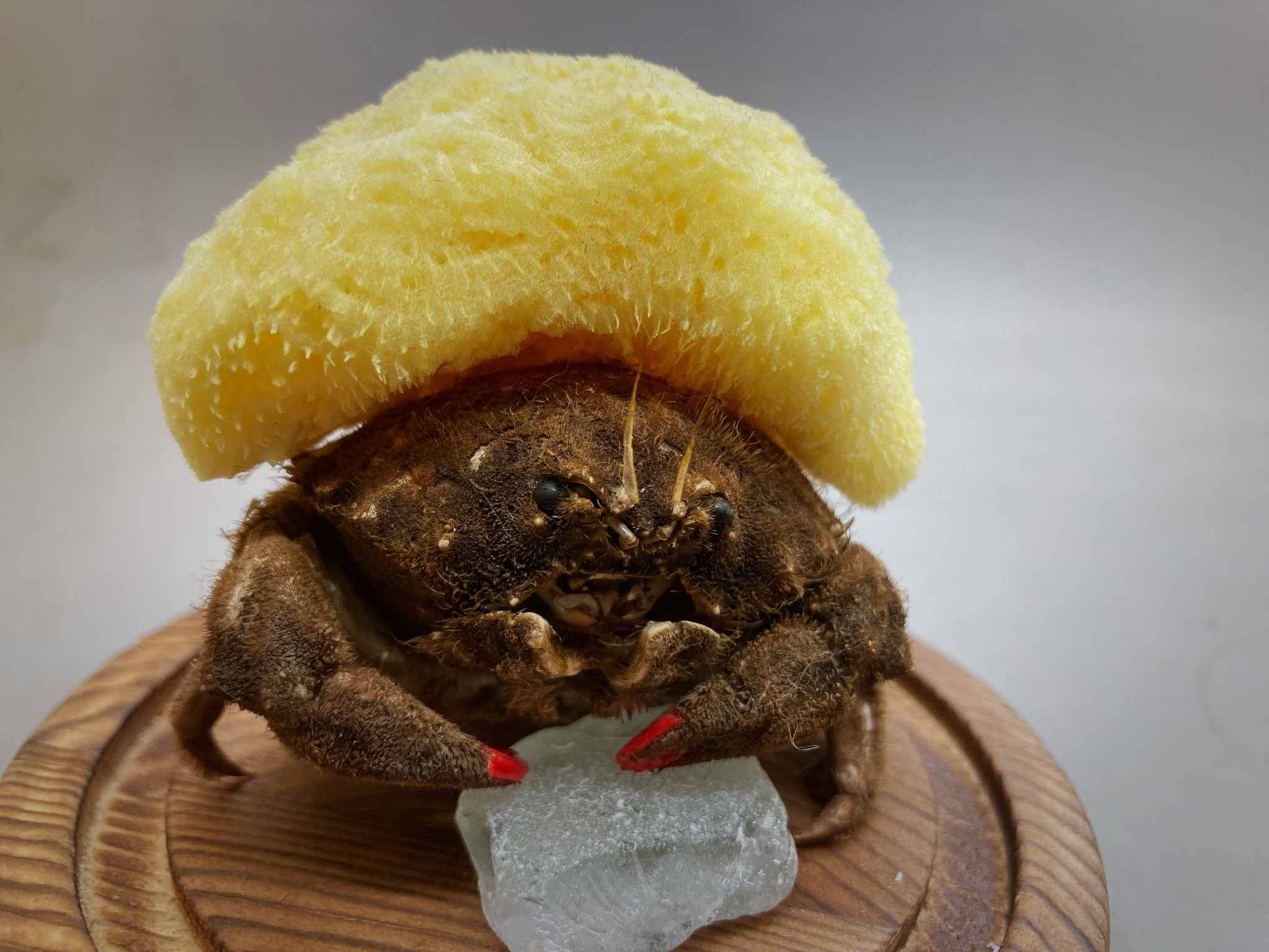 德汉劳绵蟹lauridromia dehaani_高清图集_新浪网