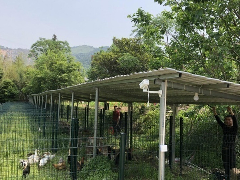 福建永安：“民情服务队”助力美丽乡村建设|散养|圈养|服务队|鸡鸭|小别墅_新浪新闻