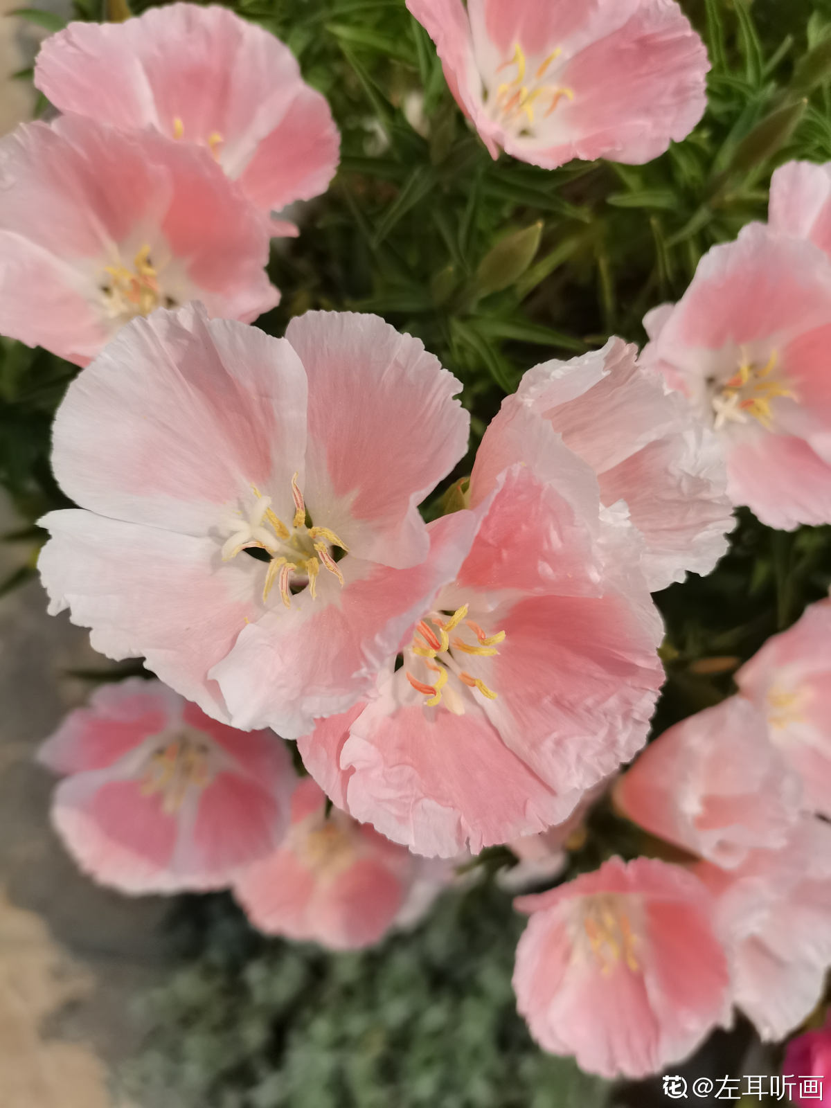 其实古代稀高茎秆的品种我们还可以用来做鲜切花呢!