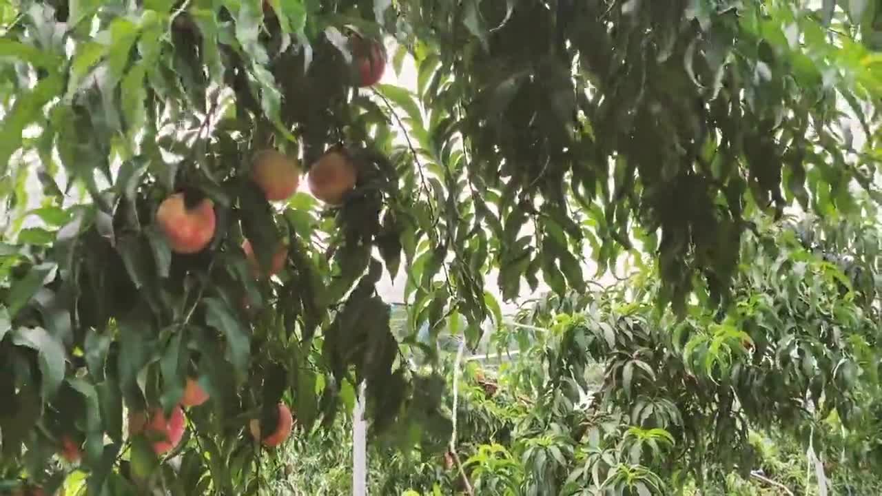走读浏阳 浏阳河源 大围山中 一个 大果园 的种植史
