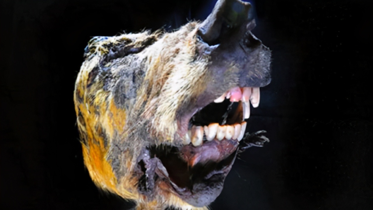 数万年前史前犀牛新鲜尸体出土生物学家大喜环境学家却担忧了