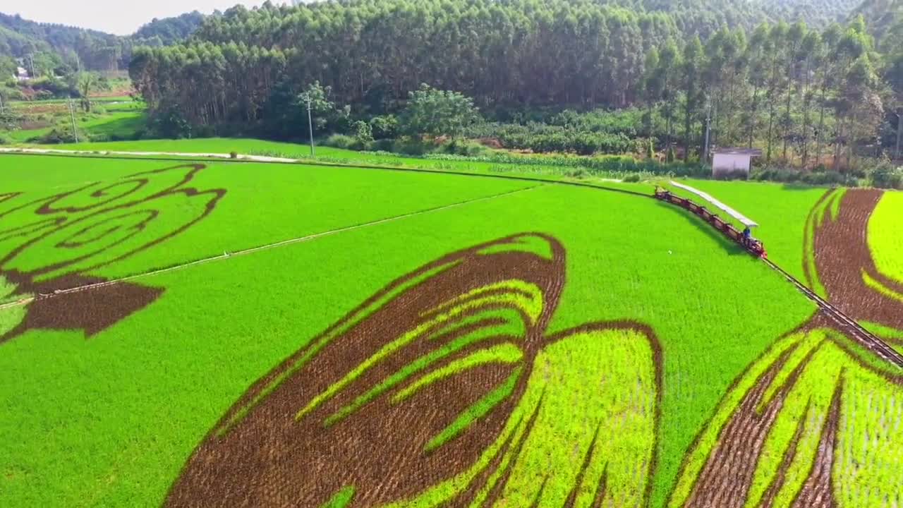 时令画布再上新宾阳县古辣镇大陆村稻田画一幅壮锦逐渐进入最佳观赏期