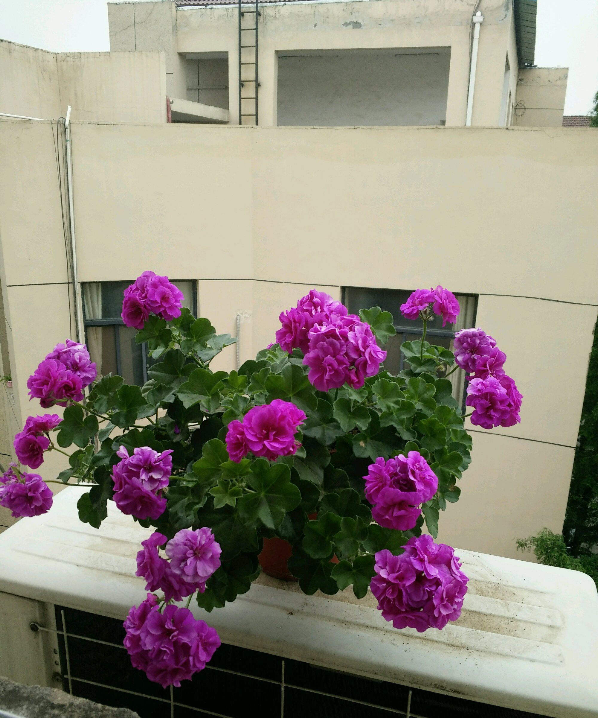 也叫紫玫瑰,和粉女巫,夏日玫瑰等是一个系列的,属于垂吊型天竺葵,以