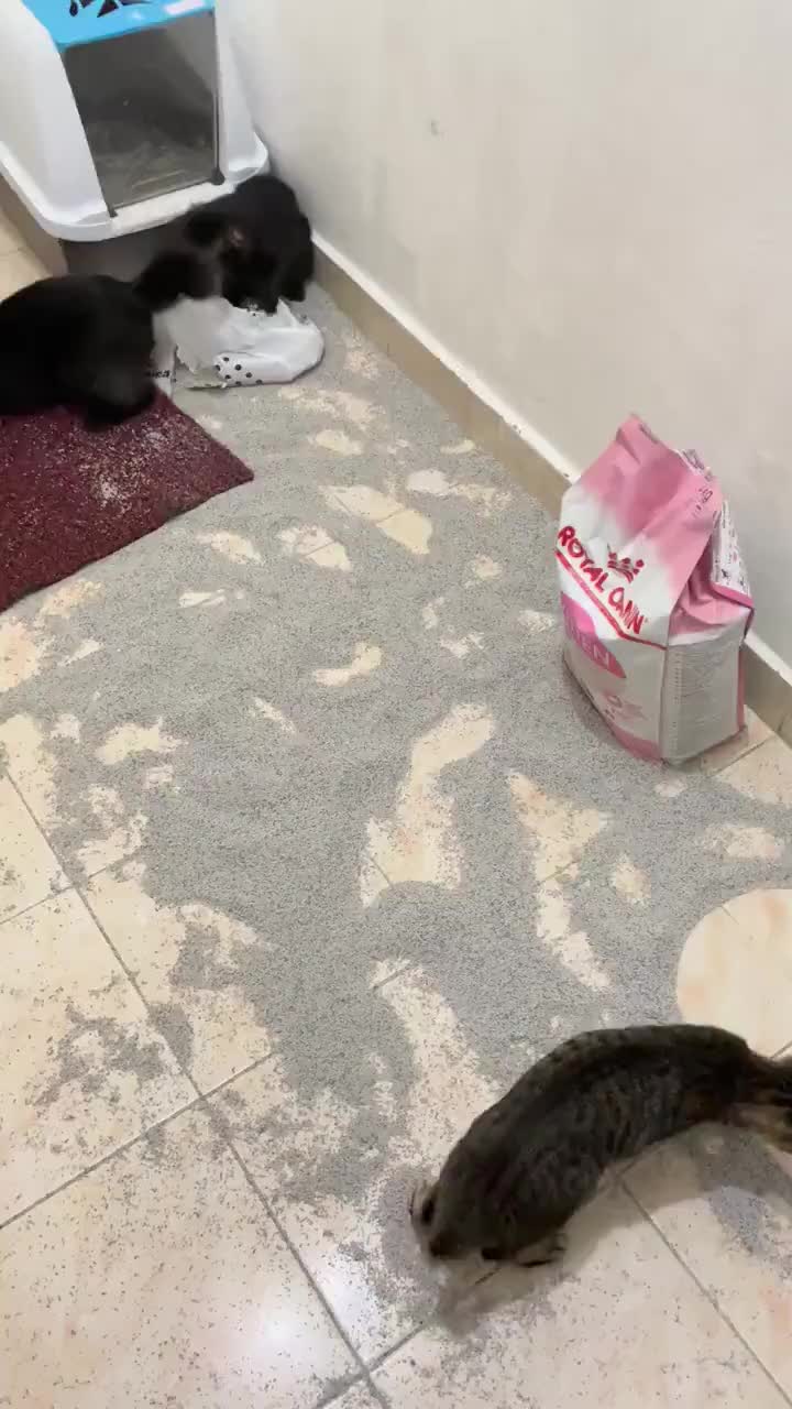 猫砂被猫弄倒满地都是猫们却在那边玩得很开心