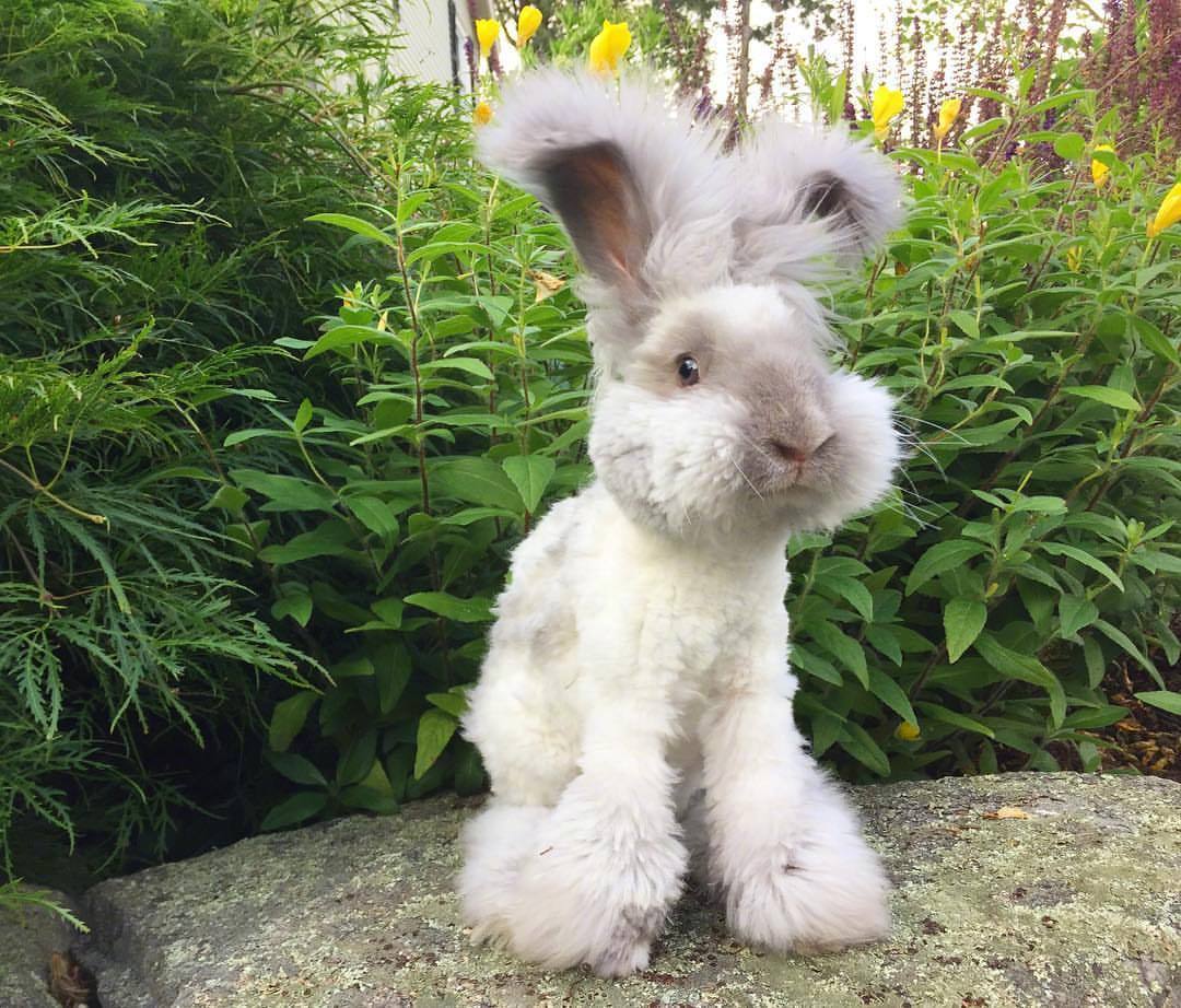 炸毛兔兔
