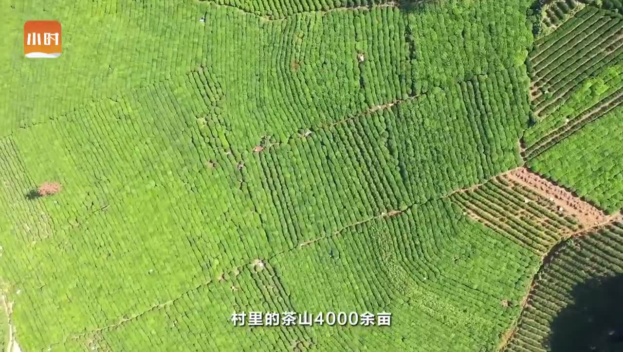 走起!杭州老底子旗枪茶产地搞“茶家乐”,这里还是北宋杨家将族人隐居地