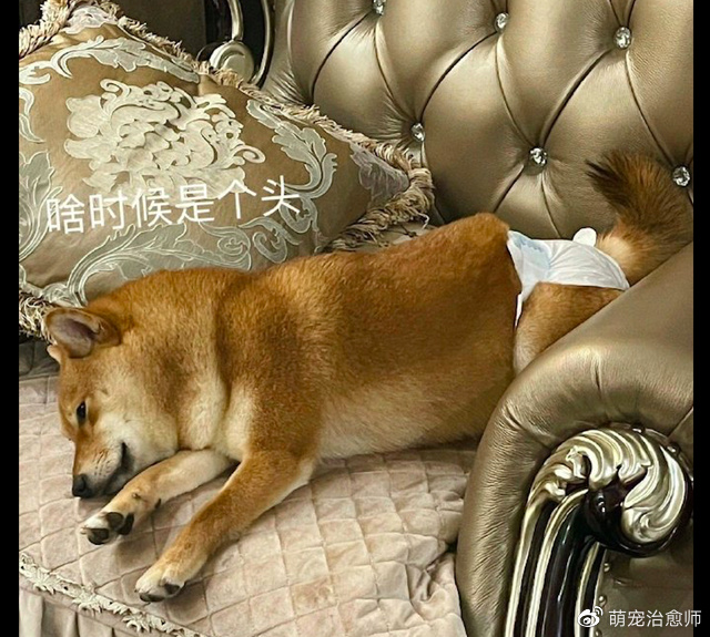柴犬在来大姨妈的时候痛经了，躺在沙发上一脸生无可恋，有点萌！休闲区蓝鸢梦想 - Www.slyday.coM