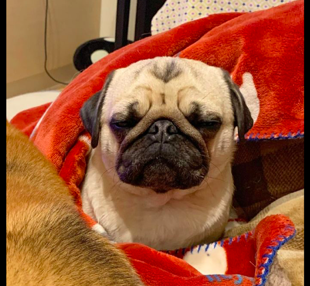 柴犬占了巴哥睡觉的地方,它一副愁眉苦脸的表情:你也不管管啊!