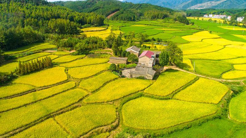 安徽东至:水清岸绿,百鸟齐聚|人民网|东至县|升金湖_新浪新闻