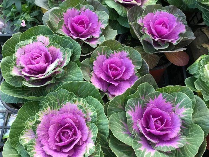 冬天养在院子里就像"玫瑰花",好养好活|玫瑰花|羽衣甘蓝|花卉_新浪