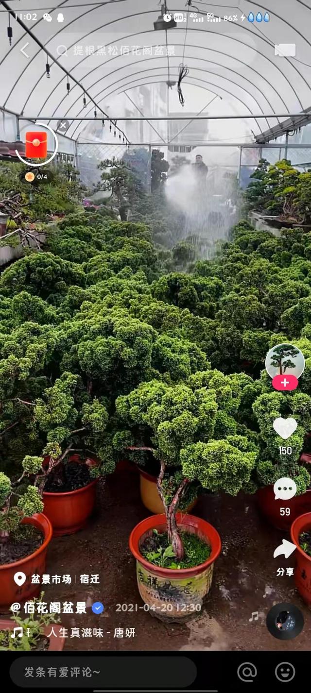 年收入翻了5 倍，直播间里的小盆景成了花农“摇钱树”休闲区蓝鸢梦想 - Www.slyday.coM