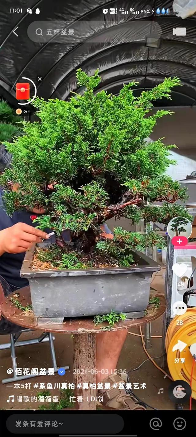 年收入翻了5 倍，直播间里的小盆景成了花农“摇钱树”休闲区蓝鸢梦想 - Www.slyday.coM
