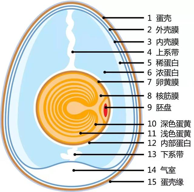 鸡蛋内部结构剖面图 | 图源:维基百科可以发现,如果要将鸡蛋在没剥壳