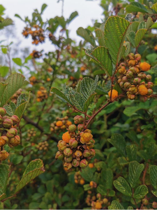 保山龙陵竹箐村:五月野生黄"泡"已成熟,夏天郊游好去处__财经头条