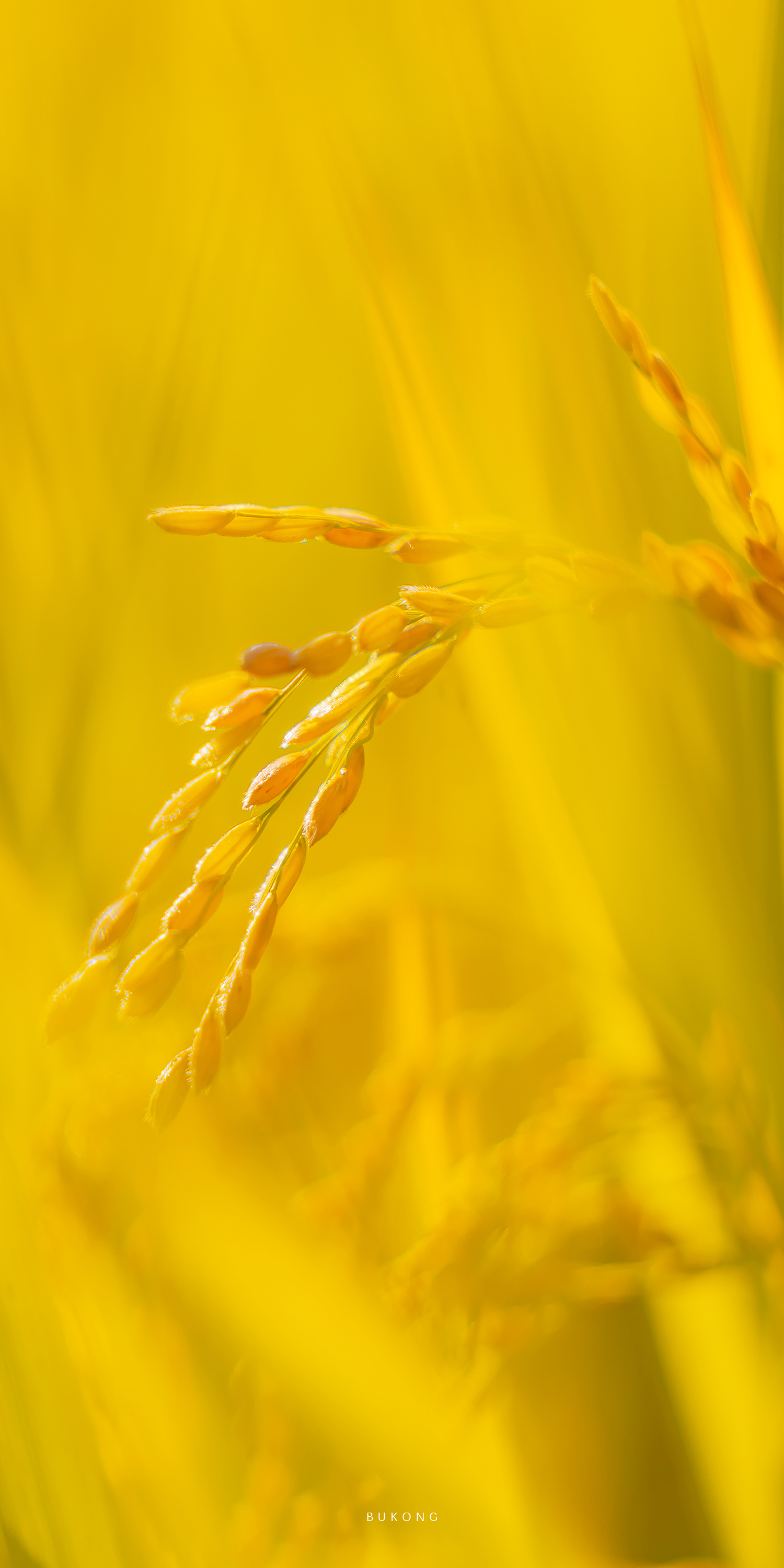 国泰民安 秋收金黄 67国泰民安 秋收金黄 67国泰