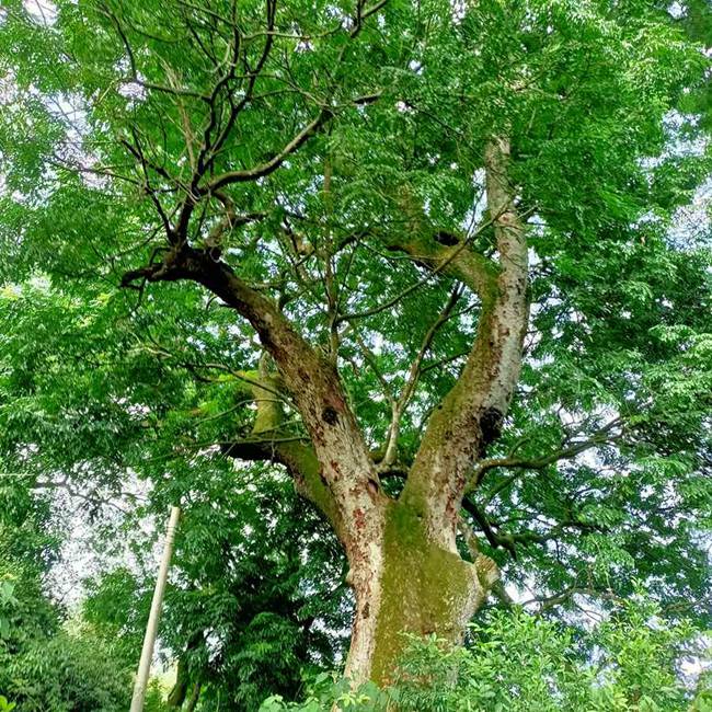 福建漳州发现成片国家二级重点保护野生植物格木