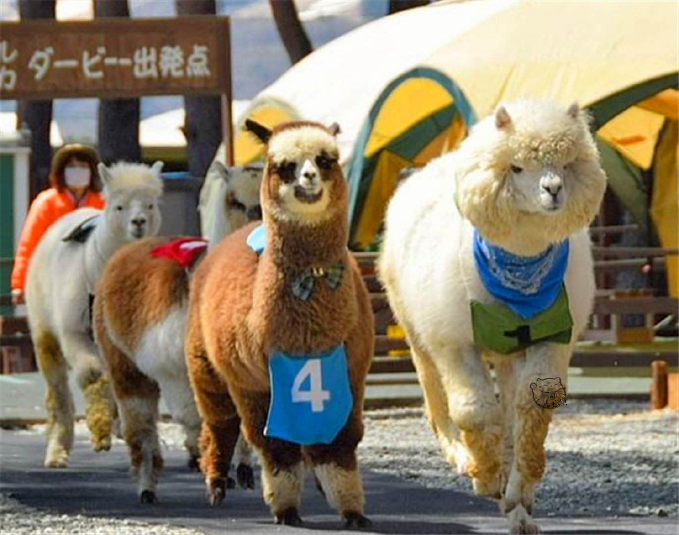 你见过羊驼赛跑吗其实让它们跑起来是有诀窍的