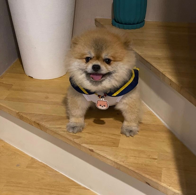 ohmfluke 我们的萌宠tawan 又来啦……_高清图集_新浪网