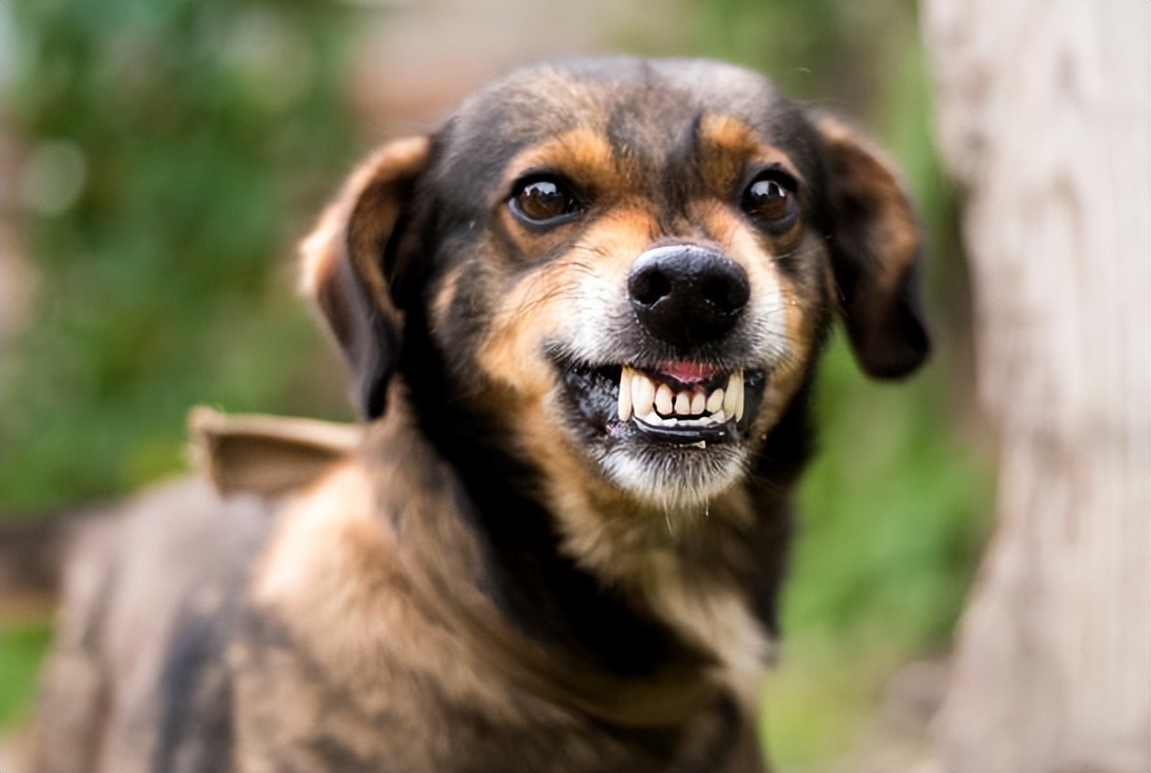 狗子犯了明显的过错，最简单有效的处置办法是什么？谁有好办法休闲区蓝鸢梦想 - Www.slyday.coM