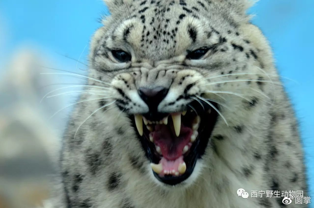 【傲雪的公主日记】64 哼!我也是有脾气的!