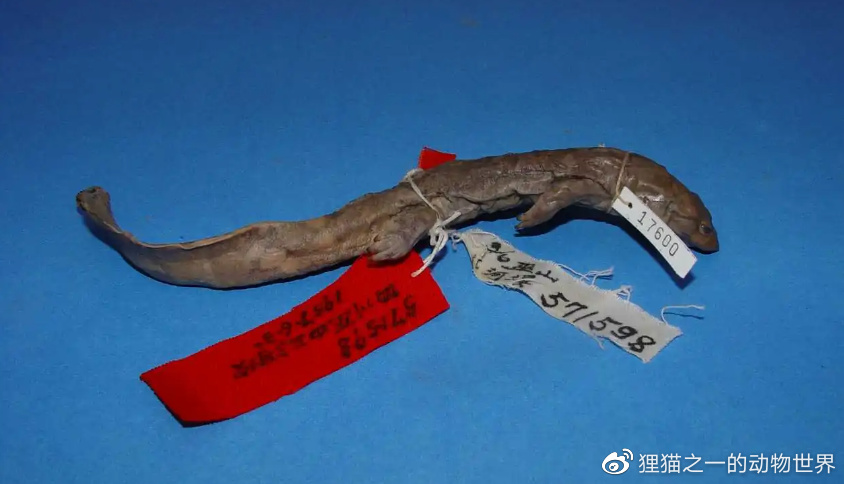 保康首次发现巫山北鲵，其分类曾争议巨大，被称为“小娃娃鱼”__财经头条