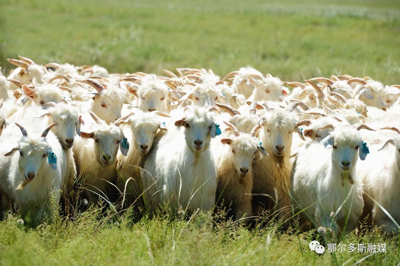 阿尔巴斯绒山羊缘何成为羊中“贵族”