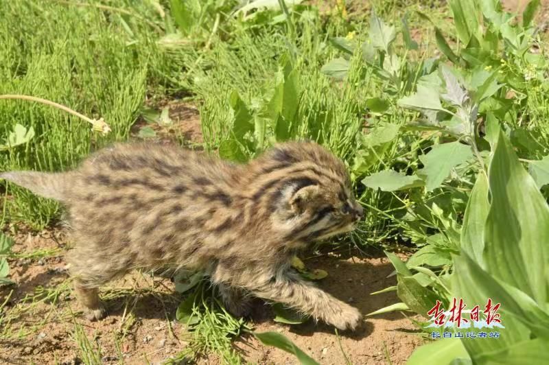学名叫豹猫,也叫狸猫,当地人叫它山狸子