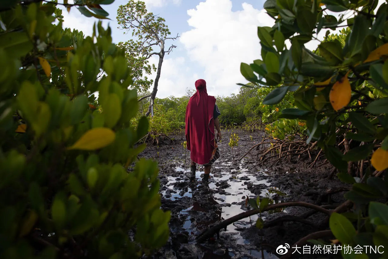 "红树林的母亲"——肯尼亚女性协力恢复沿海森林__财经头条