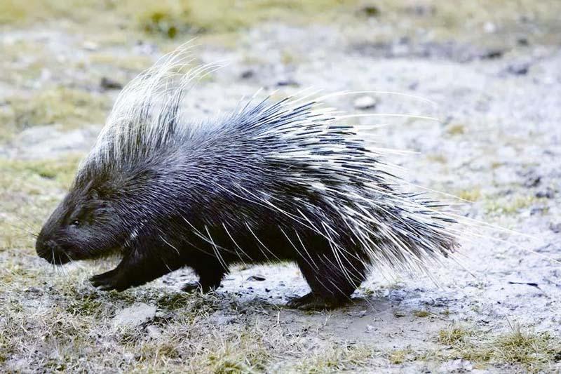 何为动物界的刺儿头豪猪有何特点