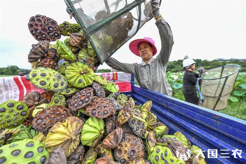 湖南省常宁市的"湘莲"迎来大面积成熟,喜获丰收,当地莲农忙着采收莲蓬