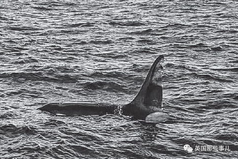虎鲸群也有了变化,尤其是名叫老汤姆(old tom)的雄虎鲸领导的鲸群