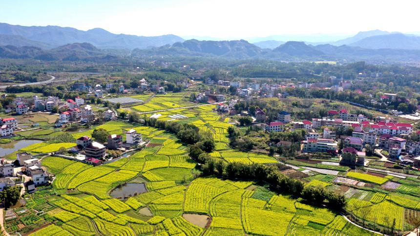 仲春时节,江西兴国县长冈乡长冈村油菜花田,花开正艳.