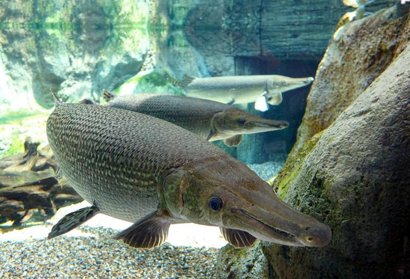 河南汝州巨型怪鱼系高危外来生物，为了它抽干整片湖，值得吗？休闲区蓝鸢梦想 - Www.slyday.coM